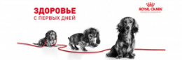 "Royal Canin" X-Small Puppy корм для щенков очень мелких пород до 10 месяцев